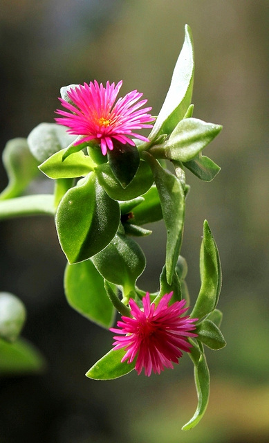 Aptenia cordifolia