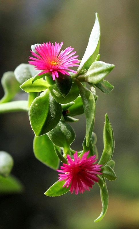 Aptenia cordifolia
