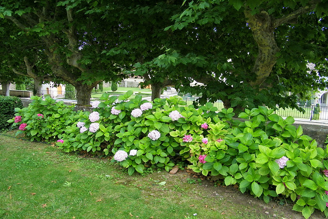 Hortensias de cet été