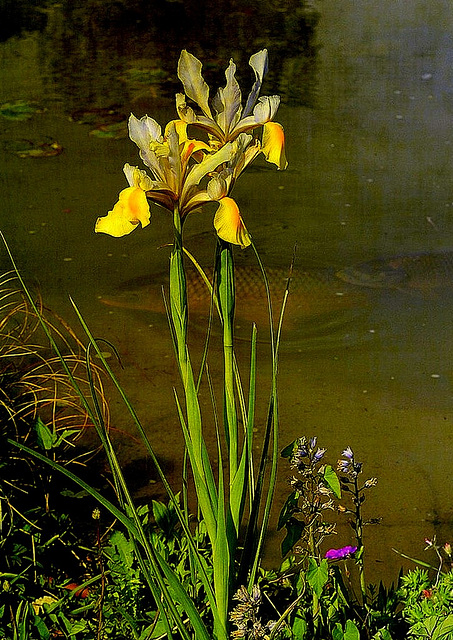 Iris , traités à l'ancienne
