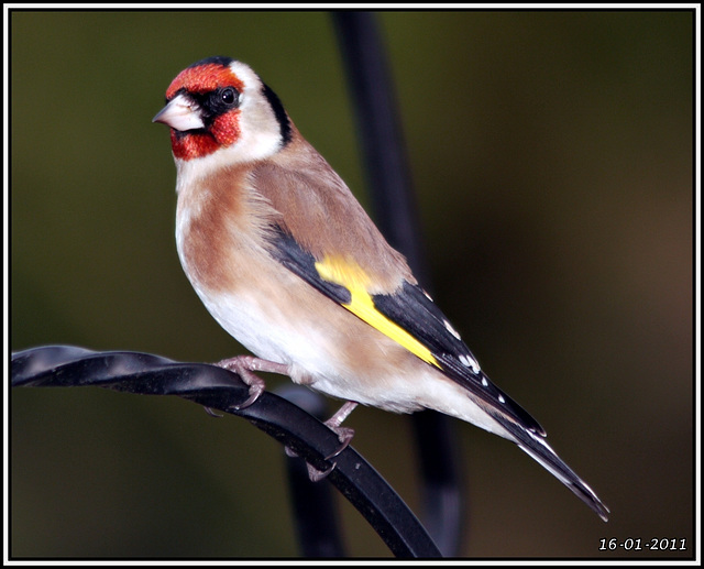 Goldfinch