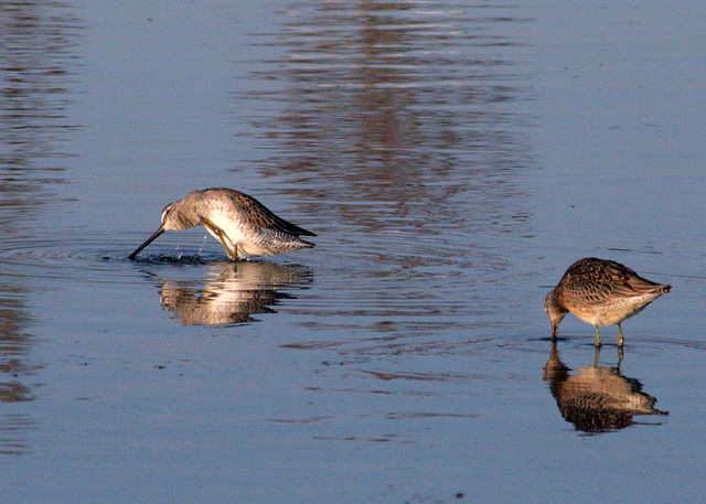 Long-Billed Dowitchers