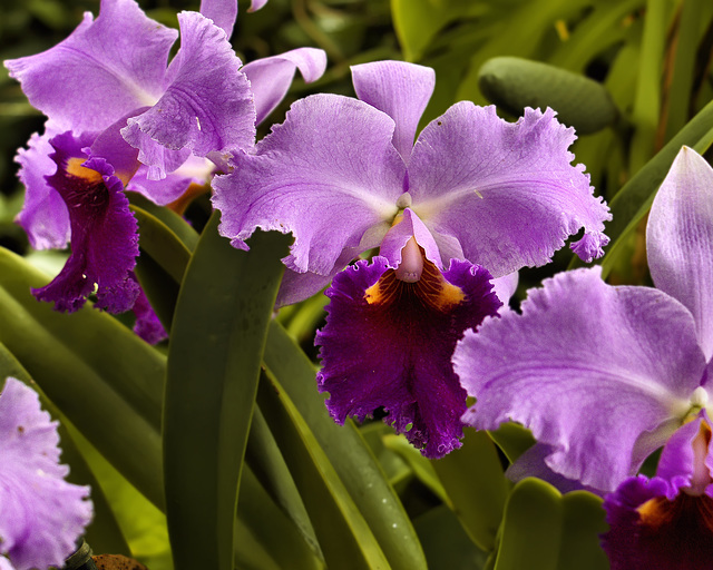 Cattleya trianae "Heatherwood" – Phipps Conservatory, Pittsburgh, Pennsylvania