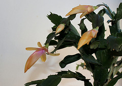 Schlumbergera orange (3)