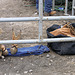 Rodeo Boots and Gear – Knowlton, Québec