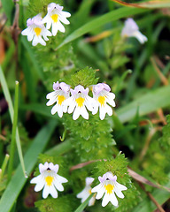 Blüten 4-5 mm groß- Augentrost