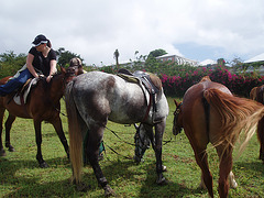 Saint Kitts 078