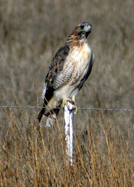 Red-Tailed Hawk