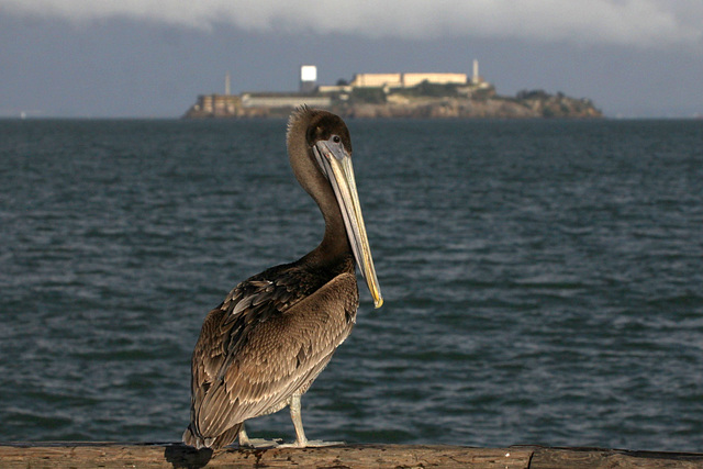 Brown Pelican (Pelecanus occidentalis) and Alcatraz