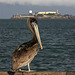Brown Pelican (Pelecanus occidentalis) and Alcatraz