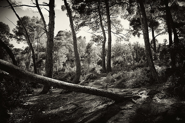 Der Wald - das besondere Wesen