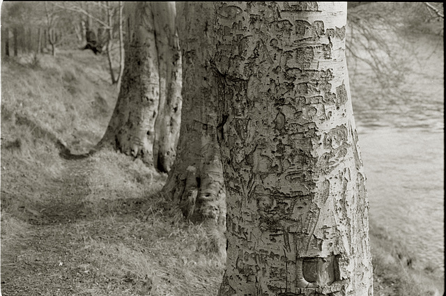 Tree scars