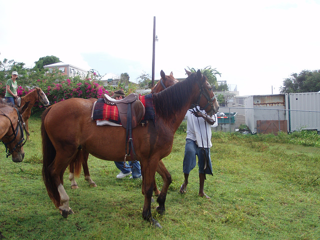 Saint Kitts 077