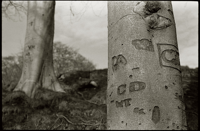 Tree scars