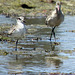 Black-Bellied Plover and Marbled Godwit