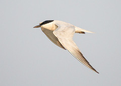 Gull-Billed Tern