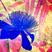 Montage - Fleur bleue