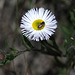 Daisy Fleabane