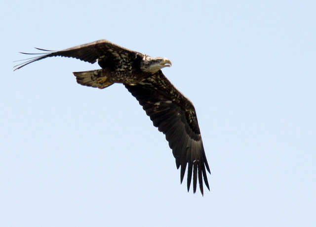 Juvenile Bald Eagle Flight