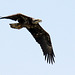 Juvenile Bald Eagle Flight