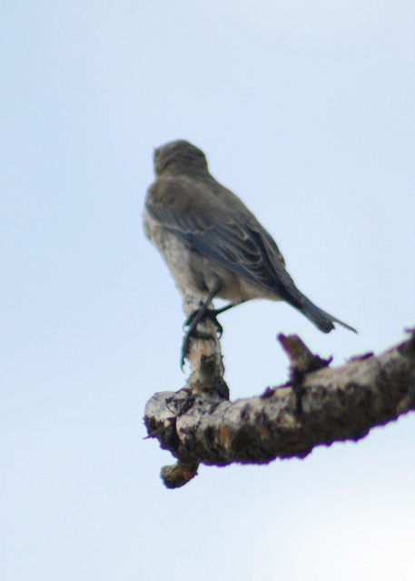 Mountain Bluebird