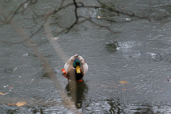 Mallard walking on ice