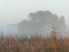 Nebelschwaden
