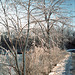 Ice storm aftermath, Old Greenwich, Connecticut