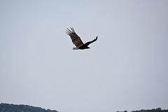 20120516 9963RTw [E] Mönchsgeier (Aegypius monachus), Belen, Extremadura