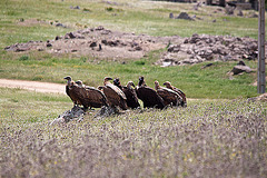 20120516 9962RTw [E] Gänsegeier (Gyps fulvus), Mönchsgeier (Aegypius monachus), Belen, Extremadura