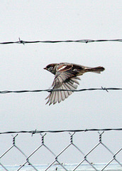 House Sparrow