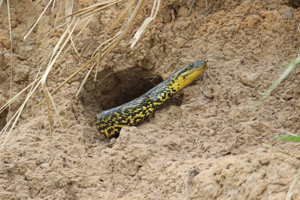 Anaconda