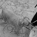 (10-14-30) Great LA Walk - The Dog