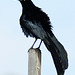 Great-Tailed Grackle Fluffed Out