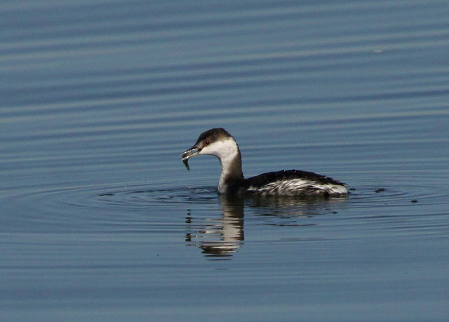 Horned Grebe with Fish (Podiceps auritus)