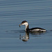 Horned Grebe with Fish (Podiceps auritus)