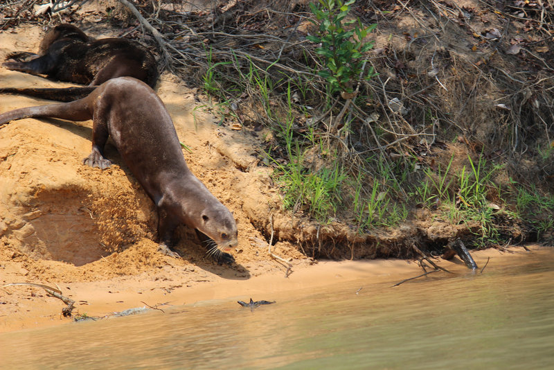 Giant Otter