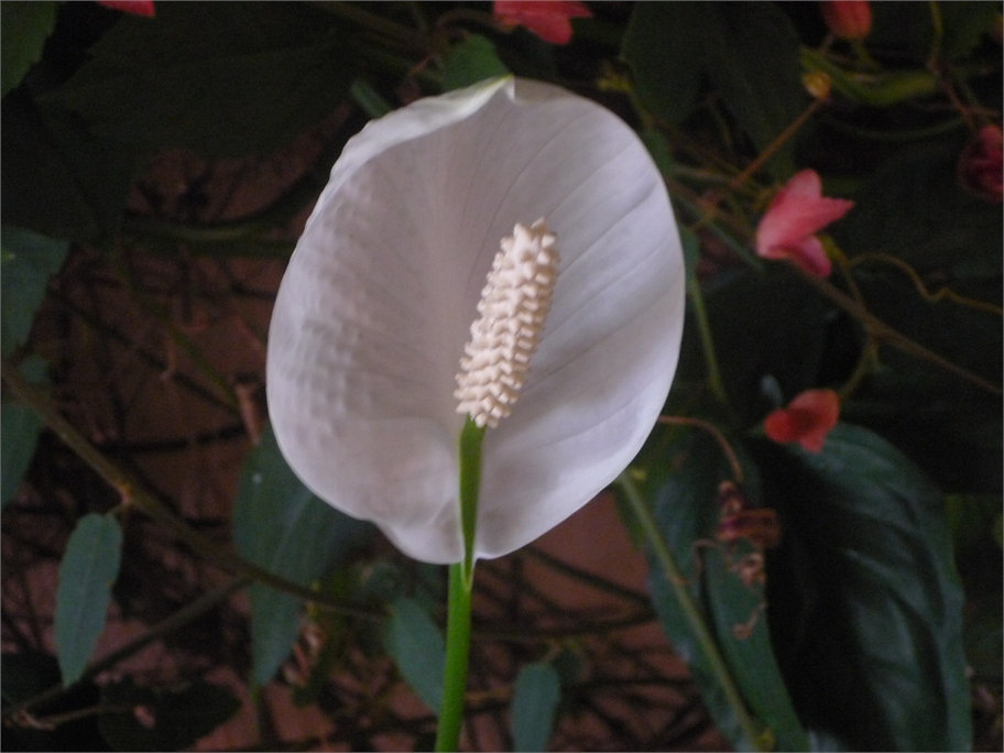 Flor tica con capullo blanco