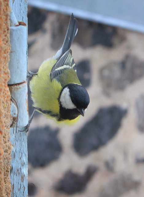 Mésange charbonnière