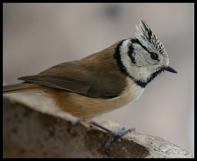 Mésange huppée