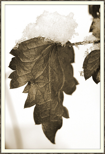 Ein Blatt im Winter ...