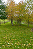 Autumn leaves are falling...