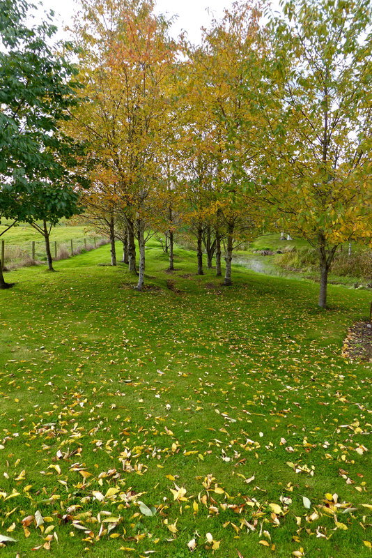 Autumn leaves are falling...
