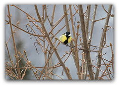 Mésange charbonnière gonflée