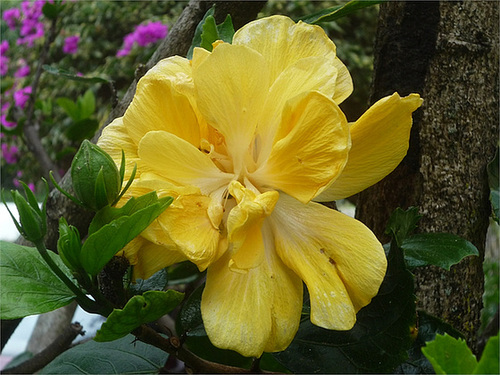 Flor tica amarilla 2