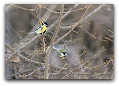 Mésange charbonnière