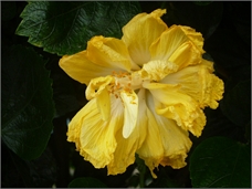 Flor tica amarilla 4