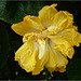 Flor tica amarilla 4