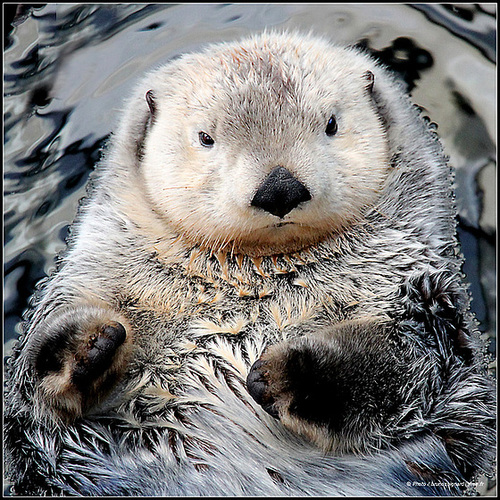 Loutre Marine