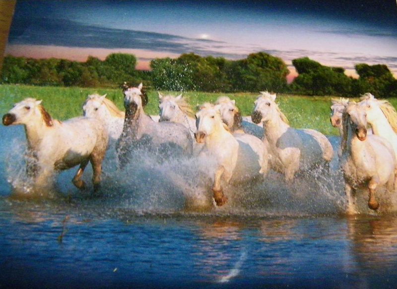 Chevaux de Camargue